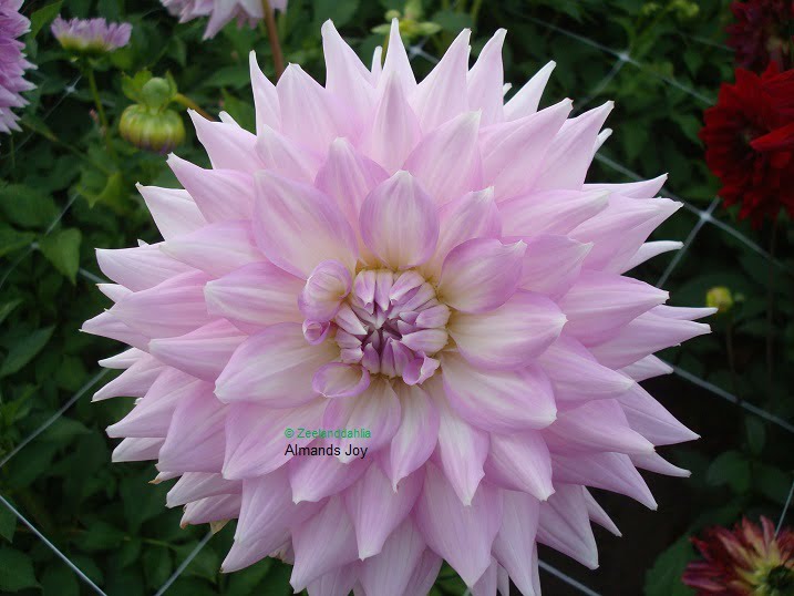 Almand’s Joy ZeelandDahlia